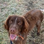 Tryo, chien accueilli en garde familiale chez Amilaska à Fouquières-Les-Lens - Contact