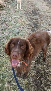 Tryo, chien accueilli en garde familiale chez Amilaska à Fouquières-Les-Lens - Contact