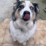 Sven, chien accueilli en garde familiale chez Amilaska à Fouquières-Les-Lens - Contact