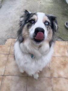 Sven, chien accueilli en garde familiale chez Amilaska à Fouquières-Les-Lens - Contact