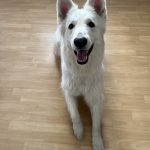 Roxy, chien accueilli en garde familiale chez Amilaska à Fouquières-Les-Lens