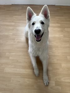 Roxy, chien accueilli en garde familiale chez Amilaska à Fouquières-Les-Lens