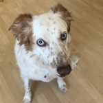 Toffee, chien accueilli en garde familiale chez Amilaska à Fouquières-Les-Lens