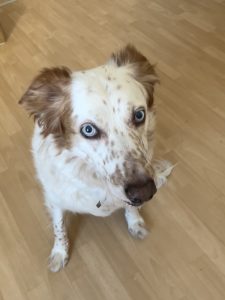 Toffee, chien accueilli en garde familiale chez Amilaska à Fouquières-Les-Lens