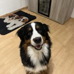 Volt, chien accueilli en garde familiale chez Amilaska à Fouquières-Les-Lens