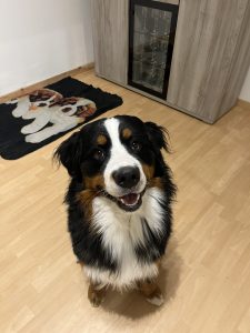 Volt, chien accueilli en garde familiale chez Amilaska à Fouquières-Les-Lens
