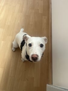 Nikita