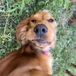 Vaïa, chien accueilli en garde familiale chez Amilaska à Fouquières-Les-Lens - Contact