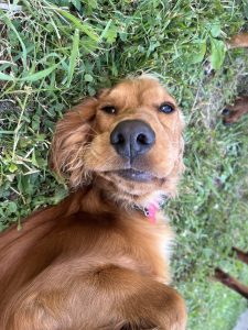 Vaïa, chien accueilli en garde familiale chez Amilaska à Fouquières-Les-Lens - Contact