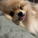Vaïana, chien accueilli en garde familiale chez Amilaska à Fouquières-Les-Lens
