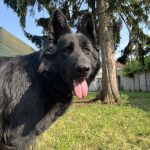Volka, chien accueilli en garde familiale chez Amilaska à Fouquières-Les-Lens