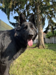 Volka, chien accueilli en garde familiale chez Amilaska à Fouquières-Les-Lens