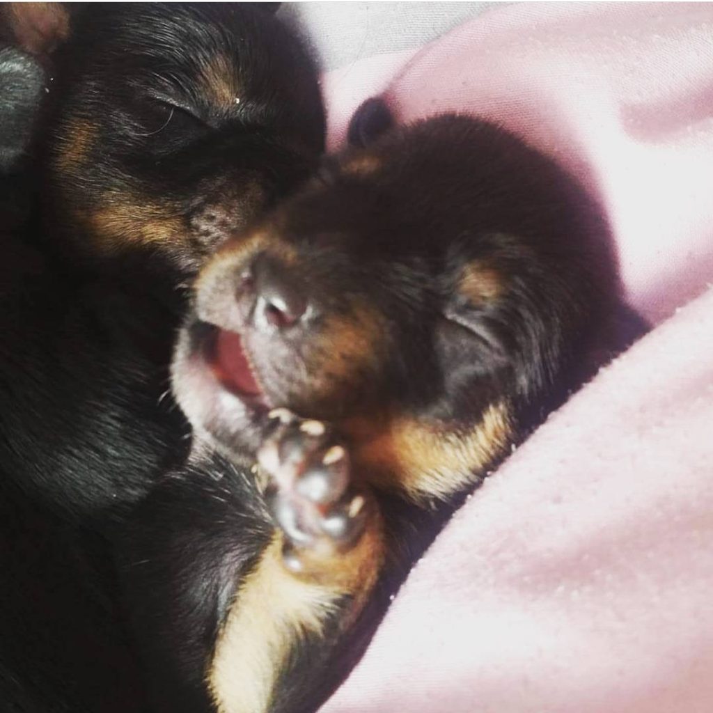 Mila chiot d’une semaine, tout petit chien à son arrivée – début de sa vie et futur compagnon d’Amilaska