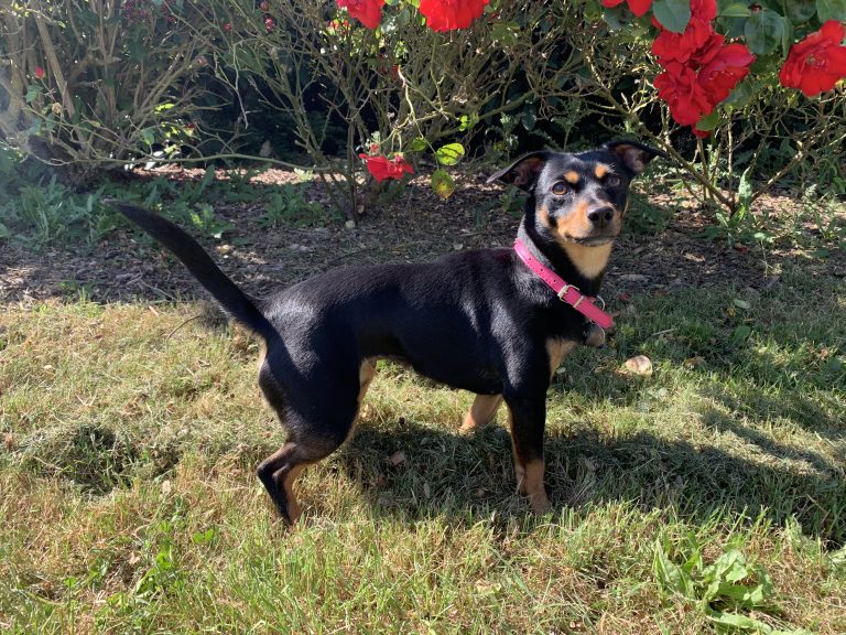 Mila jeune chien dans le jardin en été – compagnon d’Amilaska, chien symbolisant la garde animalière familiale
