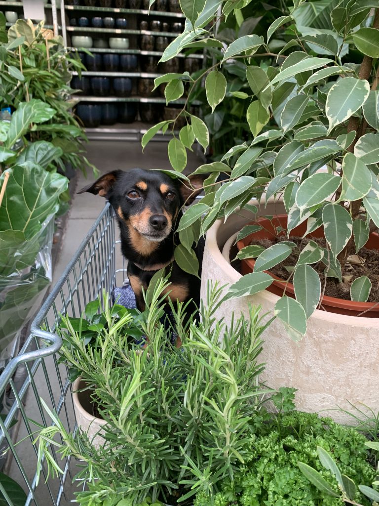 Mila adulte assise dans un caddie chez Famiflora, entourée de plantes et de fleurs – chien compagnon d’Amilaska