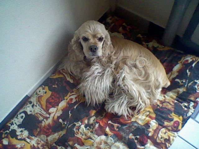 Alaska adulte, cocker américain, reposant dans son panier – chien inspirant le nom d’Amilaska