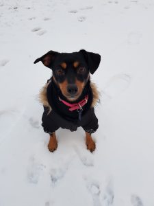 Mila - Éducation canine