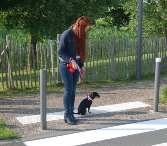 Éducateur canin travaillant avec Mila la marche en laisse et le stop avant un passage piéton – séance d’éducation canine.