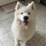 Voyou, chien accueilli en garde familiale chez Amilaska à Fouquières-Les-Lens - Contact