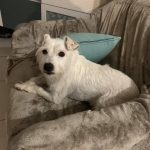 Milou, chien accueilli en garde familiale chez Amilaska à Fouquières-Les-Lens