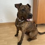 Iggy, chien accueilli en garde familiale chez Amilaska à Fouquières-Les-Lens - Contact