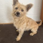 Lucky, chien accueilli en garde familiale chez Amilaska à Fouquières-Les-Lens - Contact