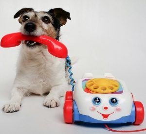 jack russell terrier, dog, puppy, phone, toy, pet, animal, young dog, canine, purebred dog, doggy, calling, play, playful, nature, telephone, cute