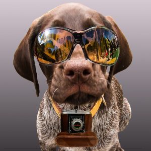 partner, press, news, dog, sunglasses, photo, animal, fun, photographer, taking photos, cool, pet, camera, view, freedom of the press, friend, trust