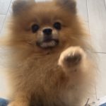 Talisman - Spitz - Les Pomsky de la Taïga